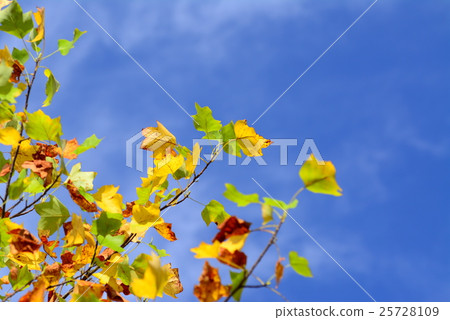 Autumn leaves tulip trees 25728109