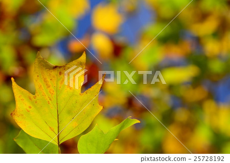 Leaves of autumn leaves Leaves of autumn leaves 25728192