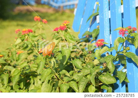 Shark's beard 25728785