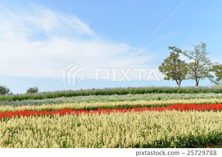 鮮花和天空 鮮花和天空 25729788