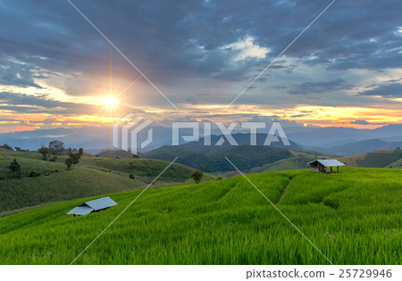 Green Terraced Rice Field Green Terraced Rice Field 25729946