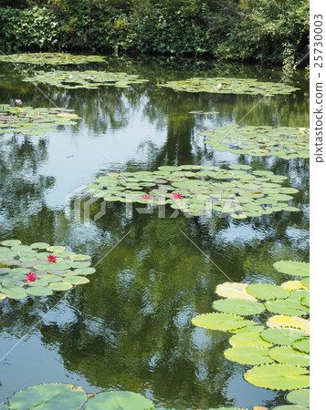 Monet's garden 25730003