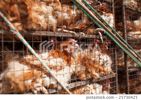 chickens in a cage. 25730425