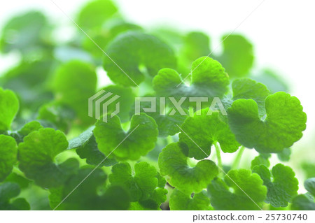 Tideloga Tideloga 25730740