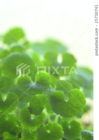 Tideloga Tideloga 25730741