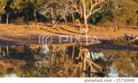 Giraffe walking towards waterhole at sunset Giraffe walking towards waterhole at sunset 25730998