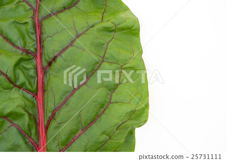 Swiss Chard: Swiss Chard 25731111