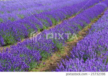 Lavander fields in Heacham,Great Britain. Lavander fields in Heacham,Great Britain. 25732396