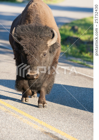 Lonely bison on the road in Yellowstone,Wyoming 25732430