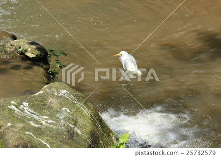 White rabbit (Malaysia) - Egret in Malaysia White rabbit (Malaysia) - Egret in Malaysia 25732579