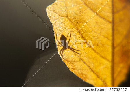 Spider on a leaf 25732937