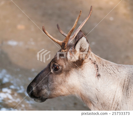 Finnish forest reindeer - Rangifer tarandus Finnish forest reindeer - Rangifer tarandus 25733373