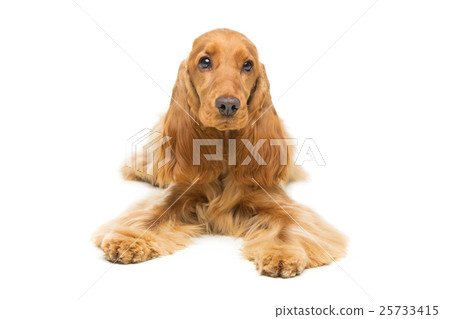 Beautiful English Cocker Spaniel 25733415