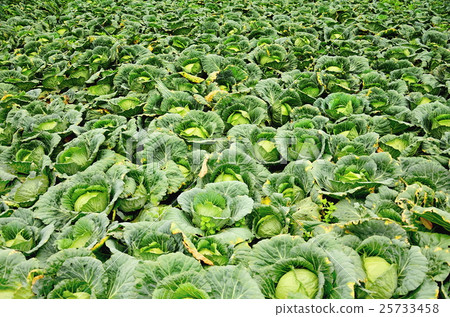Big cabbage in the garden at Thailand 25733458