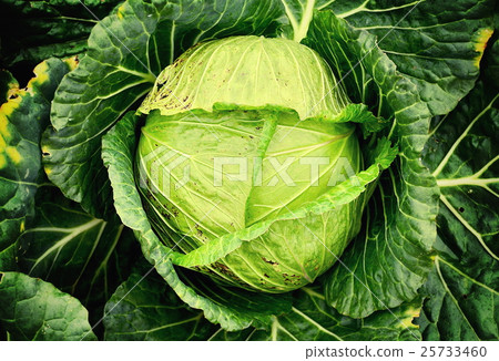 Big cabbage in the garden at Thailand 25733460