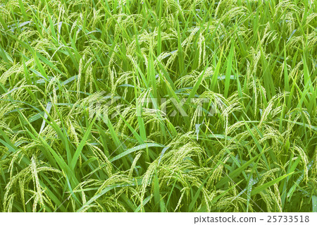 Rice fields on terraced of Thailand, Vietnam or 25733518