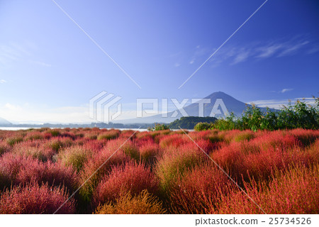Kokia leaves and Mt. Fuji, early morning 25734526