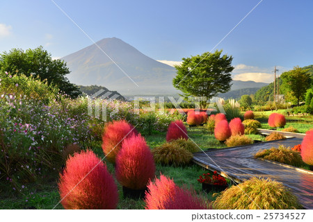 Kokia leaves and Mt. Fuji, morning 25734527