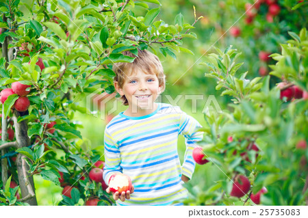 Little kid boy picking red apples on farm autumn 25735083