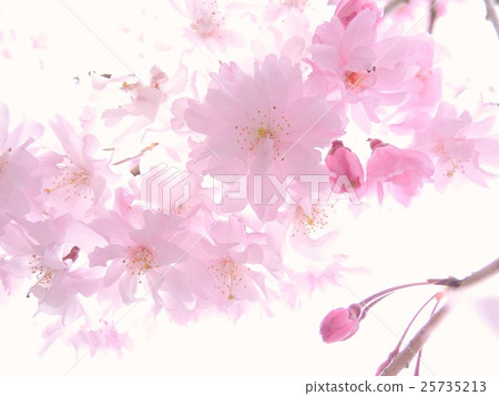 春天的陽光溫暖,春天的微風舒適,有趣,春天。 春天的陽光溫暖,春天的微風舒適,有趣,春天。 25735213