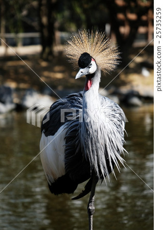 White-crowned crane 25735259