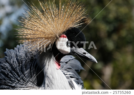 White-crowned crane 25735260