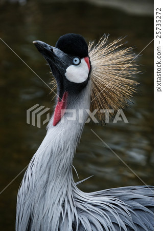 White-crowned crane 25735272