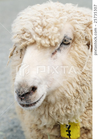 A sheep 25735307