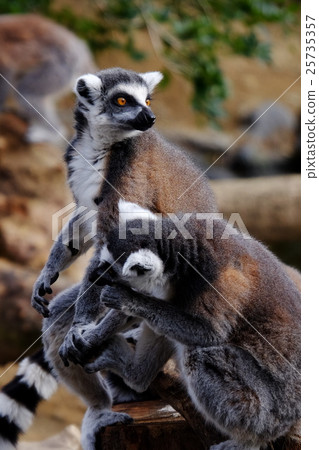 金剛狼狐猴 25735357