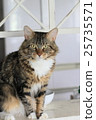 Maine Coon 25735571
