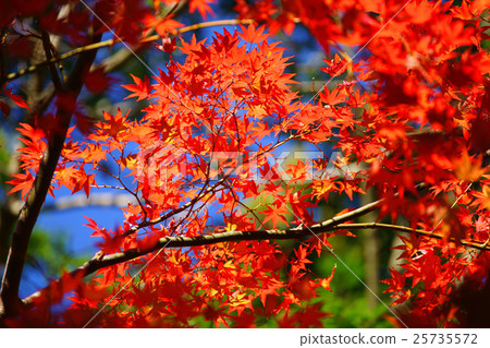 Autumn leaves 25735572