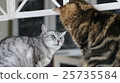 A glancing cat 25735584