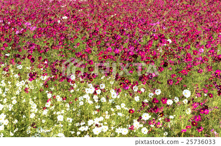One side red cosmos and white cosmos One side red cosmos and white cosmos 25736033