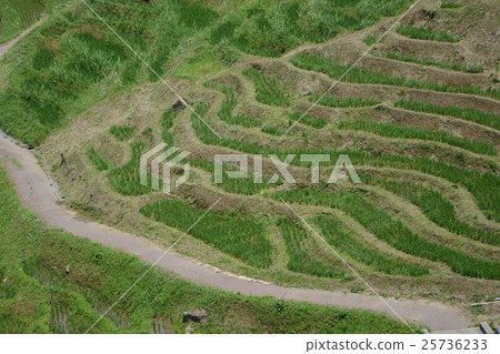 石川縣白米1000張 石川縣白米1000張 25736233