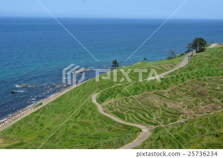 石川縣白米1000張 25736234