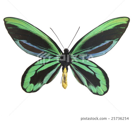 Alexandra Trivanda 25736254