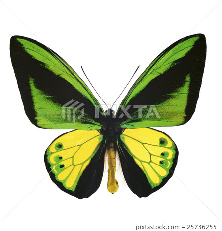 Goliath Trivandra 25736255