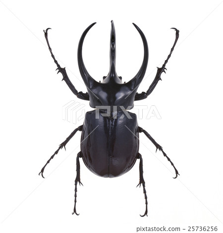 阿特拉斯甲殼蟲甲殼蟲 阿特拉斯甲殼蟲甲殼蟲 25736256