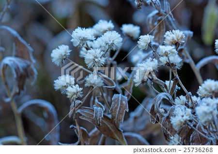 霜落到了野菊花的干燥花朵上 霜落到了野菊花的干燥花朵上 25736268