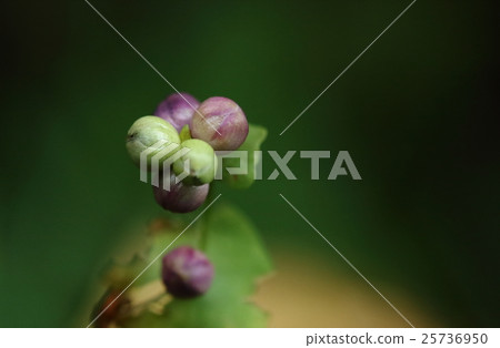 天然植物石川，水果是變形的花大衣，所以顏色從綠色變為紫色和靛藍色 25736950