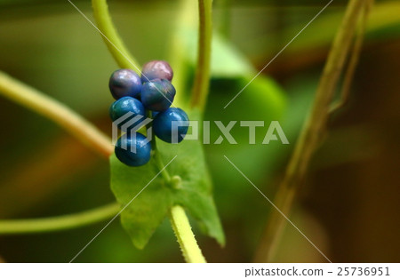 天然植物Ishi Mikawa,同一家族的Misozoba和其他是漂亮的花朵,但在這裡顯眼 天然植物Ishi Mikawa,同一家族的Misozoba和其他是漂亮的花朵,但在這裡顯眼 25736951