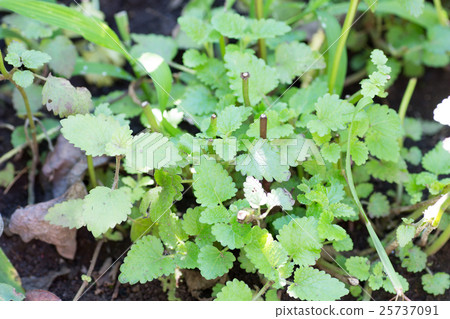 Lemon balm Lemon balm 25737091