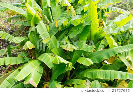 Basho's leaves 25737675