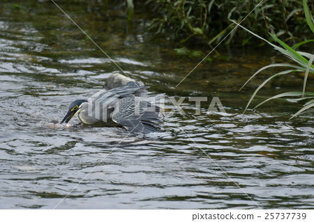 Sasagoi oikawa fishing 25737739