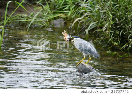 Sasagoi oikawa fishing 25737741
