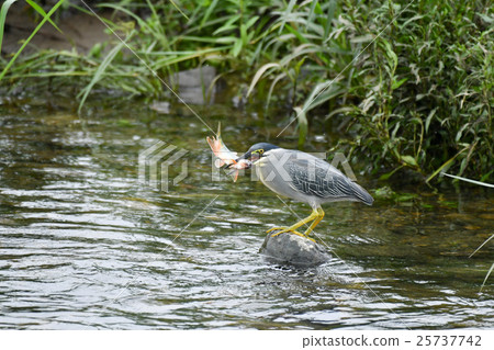 Sasagoi oikawa釣魚 Sasagoi oikawa釣魚 25737742