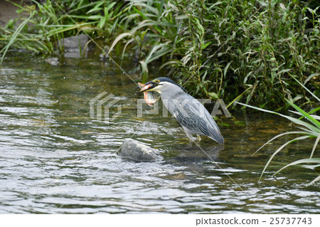 Sasagoi oikawa fishing 25737743