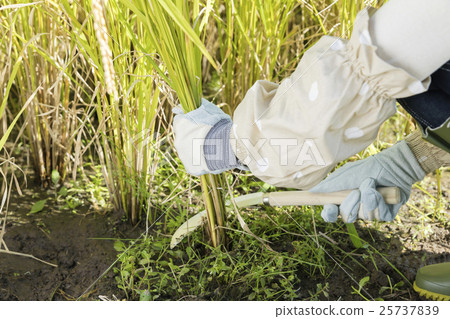 女人水稻切割手 25737839
