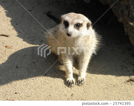 Zoo 15 25741395