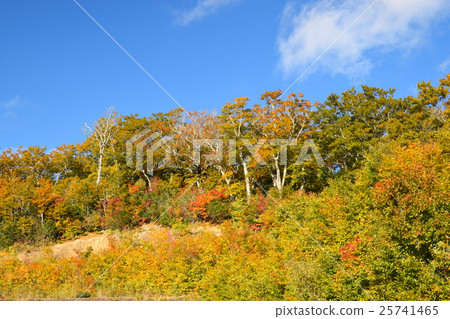 Autumn leaves of Western Azuma Sky Valley 25741465